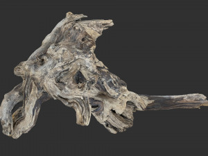 Tree Root 3D Scan 3D Model