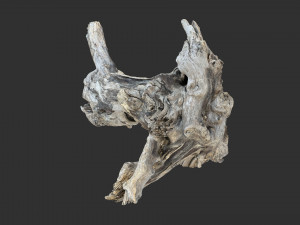 Tree Root 3D Scan 3D Model