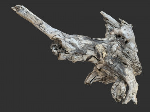 Tree Root 3D Scan 3D Model