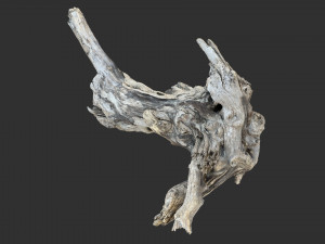 Tree Root 3D Scan 3D Model