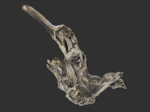 Tree Root 3D Scan 3D Model