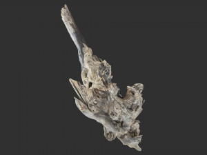 Tree Root 3D Scan 3D Model