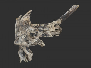Tree Root 3D Scan 3D Model
