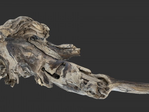 Tree Root 3D Scan 3D Model