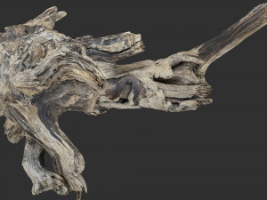 Tree Root 3D Scan 3D Model