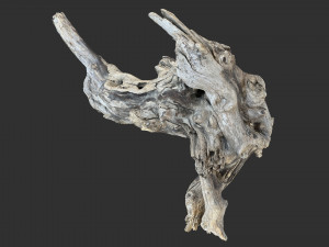 Tree Root 3D Scan 3D Model