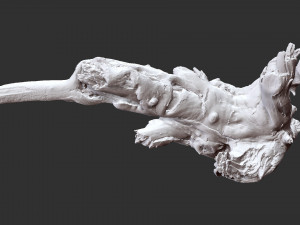 Tree Root 3D Scan 3D Model