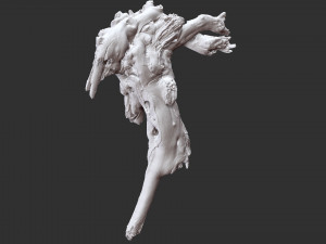 Tree Root 3D Scan 3D Model