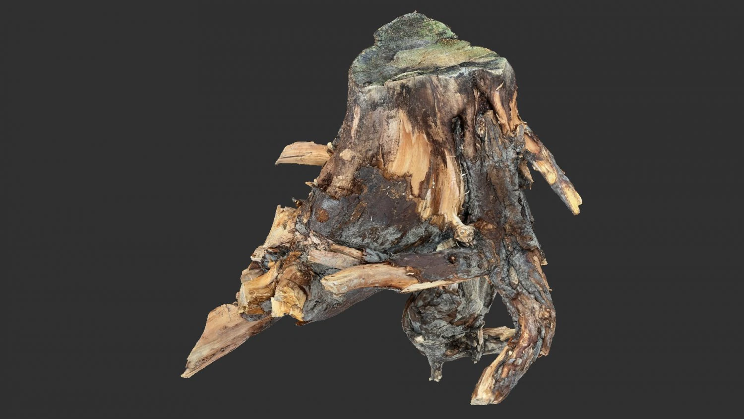 Tree Root 3D Scan 3D Model .c4d .max .obj .3ds .fbx .stl .blend 