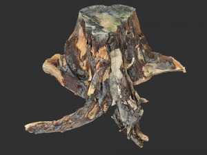 Tree Root 3D Scan Modelo 3D