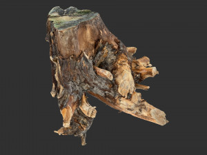 Tree Root 3D Scan Modelo 3D