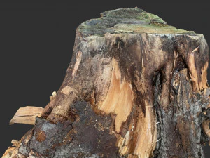 Tree Root 3D Scan 3D Model