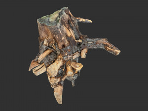 Tree Root 3D Scan Modelo 3D