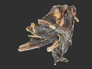 Tree Root 3D Scan Modelo 3D