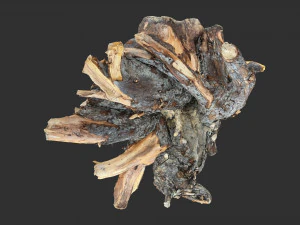 Tree Root 3D Scan 3D Model