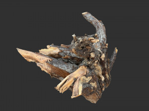 Tree Root 3D Scan Modelo 3D