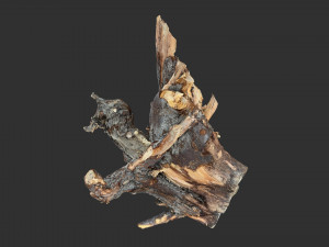 Tree Root 3D Scan Modelo 3D