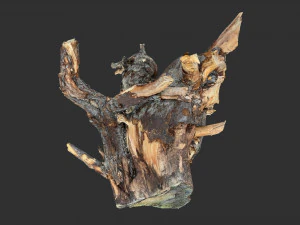 Tree Root 3D Scan 3D Model