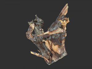 Tree Root 3D Scan 3D Model