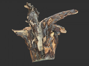 Tree Root 3D Scan Modelo 3D