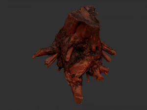Tree Root 3D Scan 3D Model