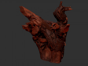 Tree Root 3D Scan Modelo 3D