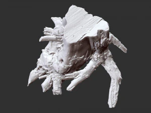 Tree Root 3D Scan 3D Model