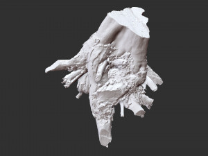 Tree Root 3D Scan Modelo 3D