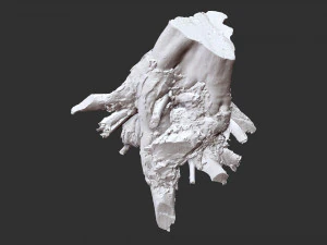 Tree Root 3D Scan 3D Model