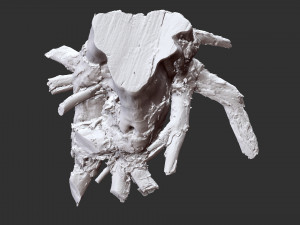 Tree Root 3D Scan Modelo 3D