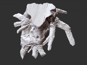Tree Root 3D Scan 3D Model