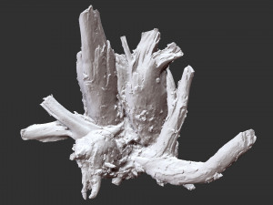 Tree Root 3D Scan Modelo 3D