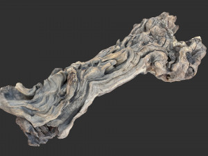 3D scan of the tree trunk Model 3D