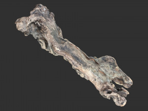 3D scan of the tree trunk Model 3D