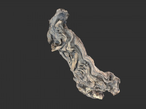 3D scan of the tree trunk Model 3D