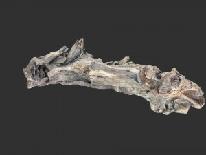 3D scan of the tree trunk Model 3D