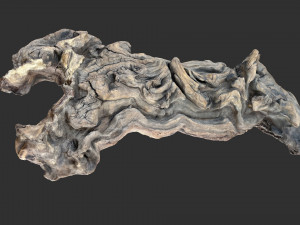 3D scan of the tree trunk Model 3D
