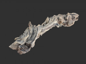 3D scan of the tree trunk Model 3D