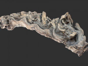 3D scan of the tree trunk Model 3D