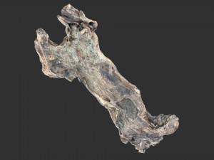 3D scan of the tree trunk Model 3D
