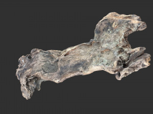 3D scan of the tree trunk Model 3D
