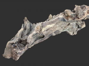 3D scan of the tree trunk Model 3D