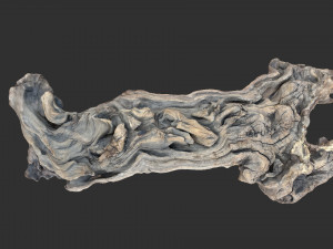 3D scan of the tree trunk Model 3D