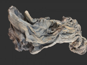 3D scan of the tree trunk Model 3D