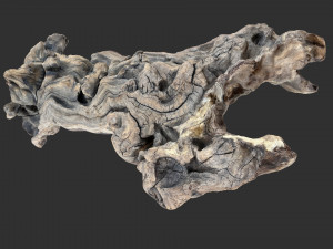 3D scan of the tree trunk Model 3D