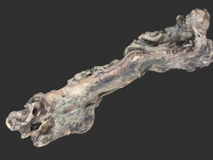 3D scan of the tree trunk Model 3D