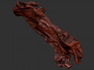 3D scan of the tree trunk Model 3D