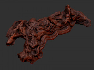 3D scan of the tree trunk Model 3D