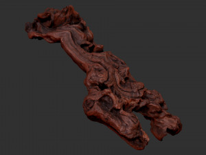 3D scan of the tree trunk Model 3D