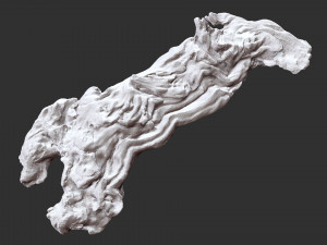 3D scan of the tree trunk Model 3D